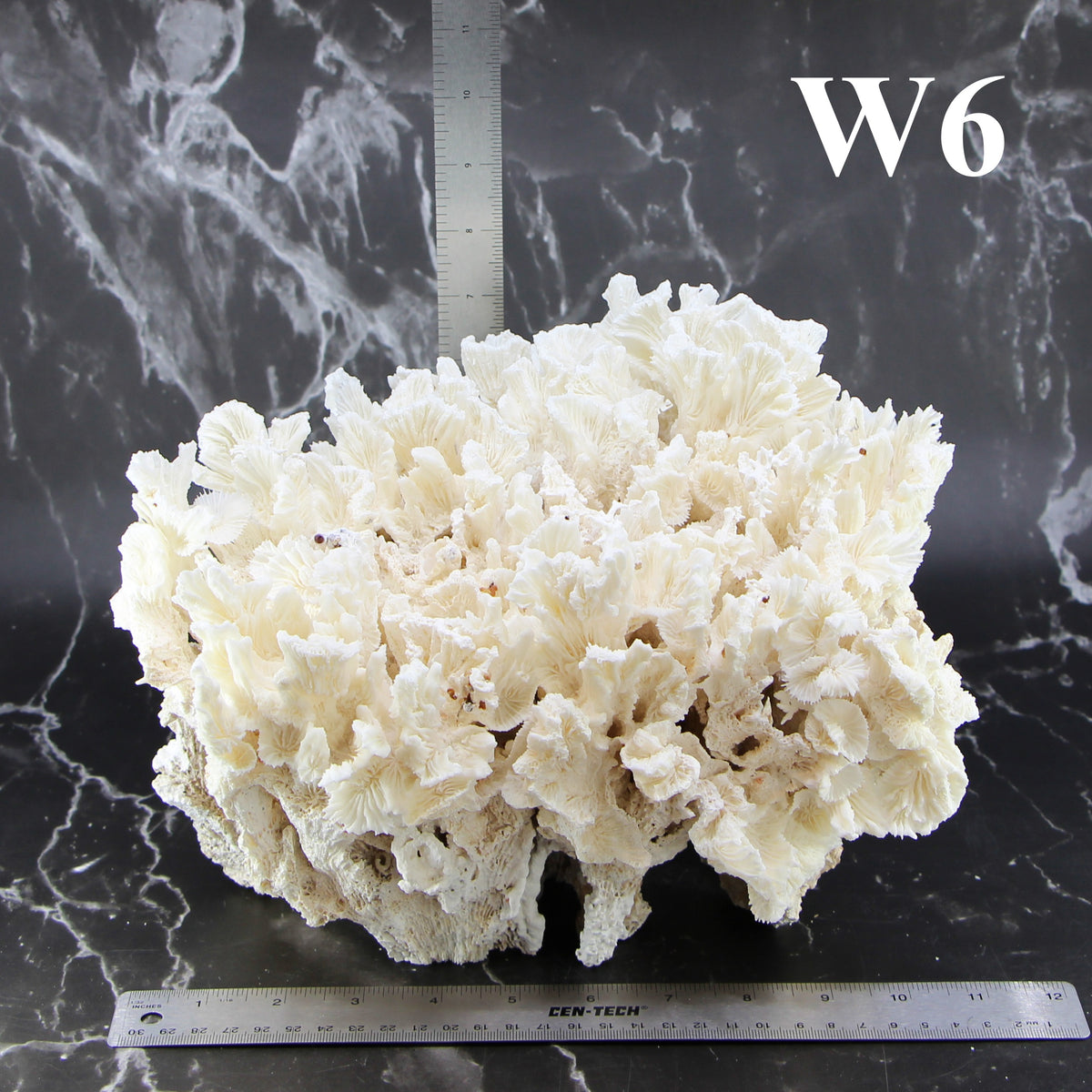 Lettuce Coral 10-12"