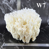 Lettuce Coral 10-12"