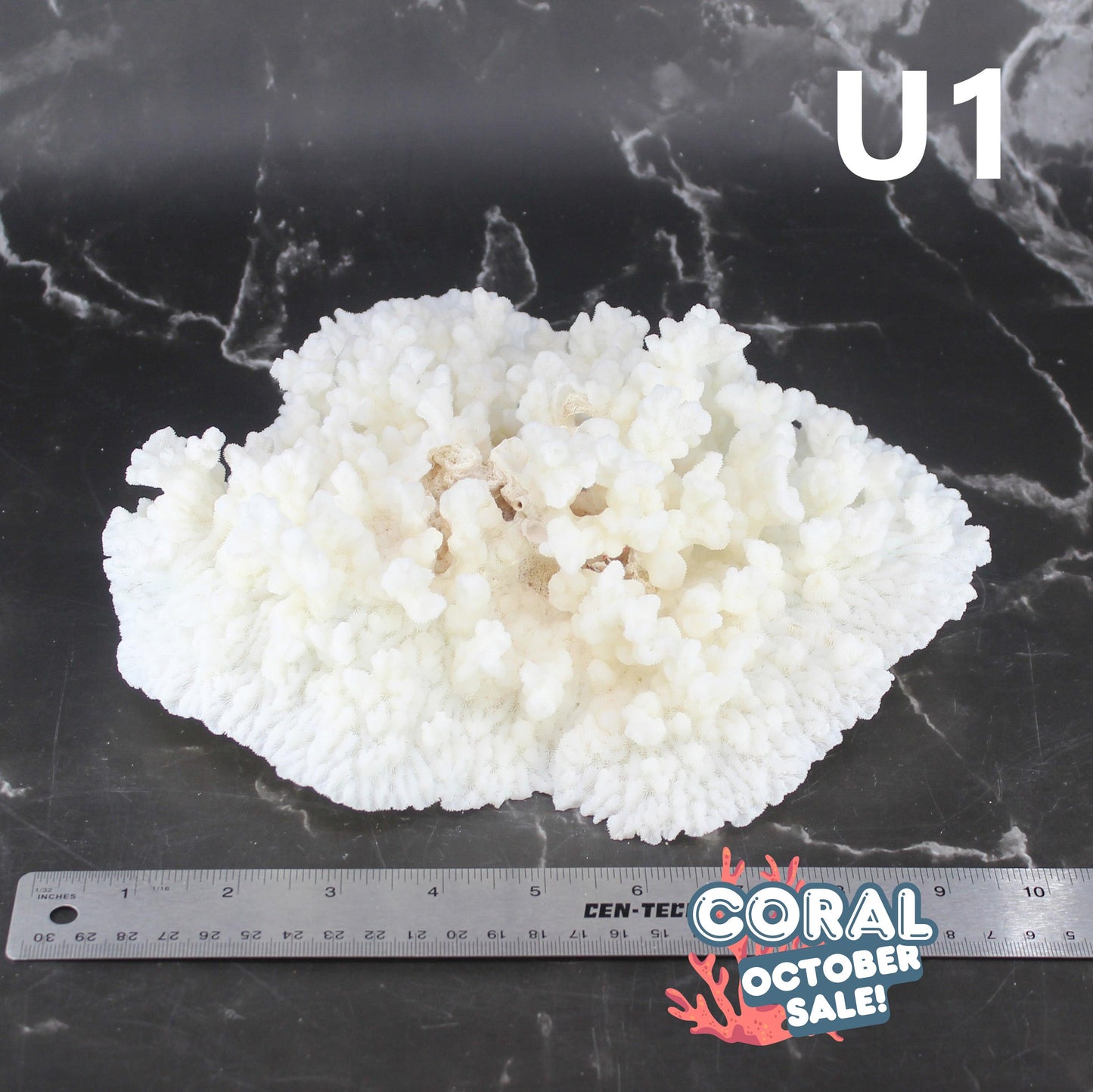 Merulina Coral 10-12"