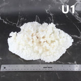 Merulina Coral 10-12"