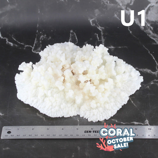 Merulina Coral 10-12"