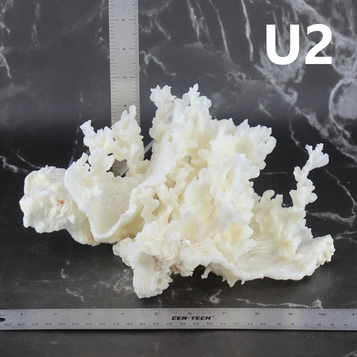 Merulina Coral 10-12"