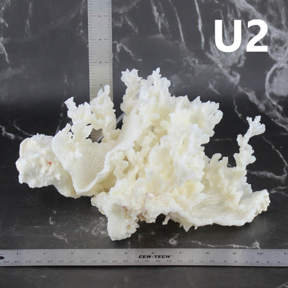 Merulina Coral 10-12"