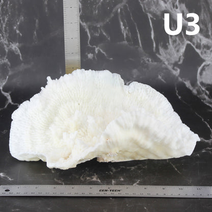 Merulina Coral 10-12"