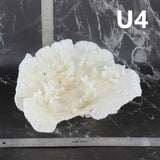 Merulina Coral 10-12"