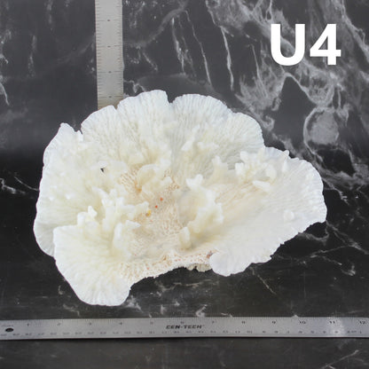 Merulina Coral 10-12"