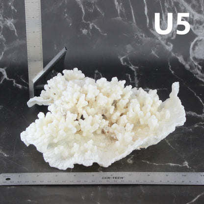 Merulina Coral 10-12"