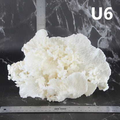 Merulina Coral 10-12"