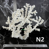 Octopus Coral 10-12"
