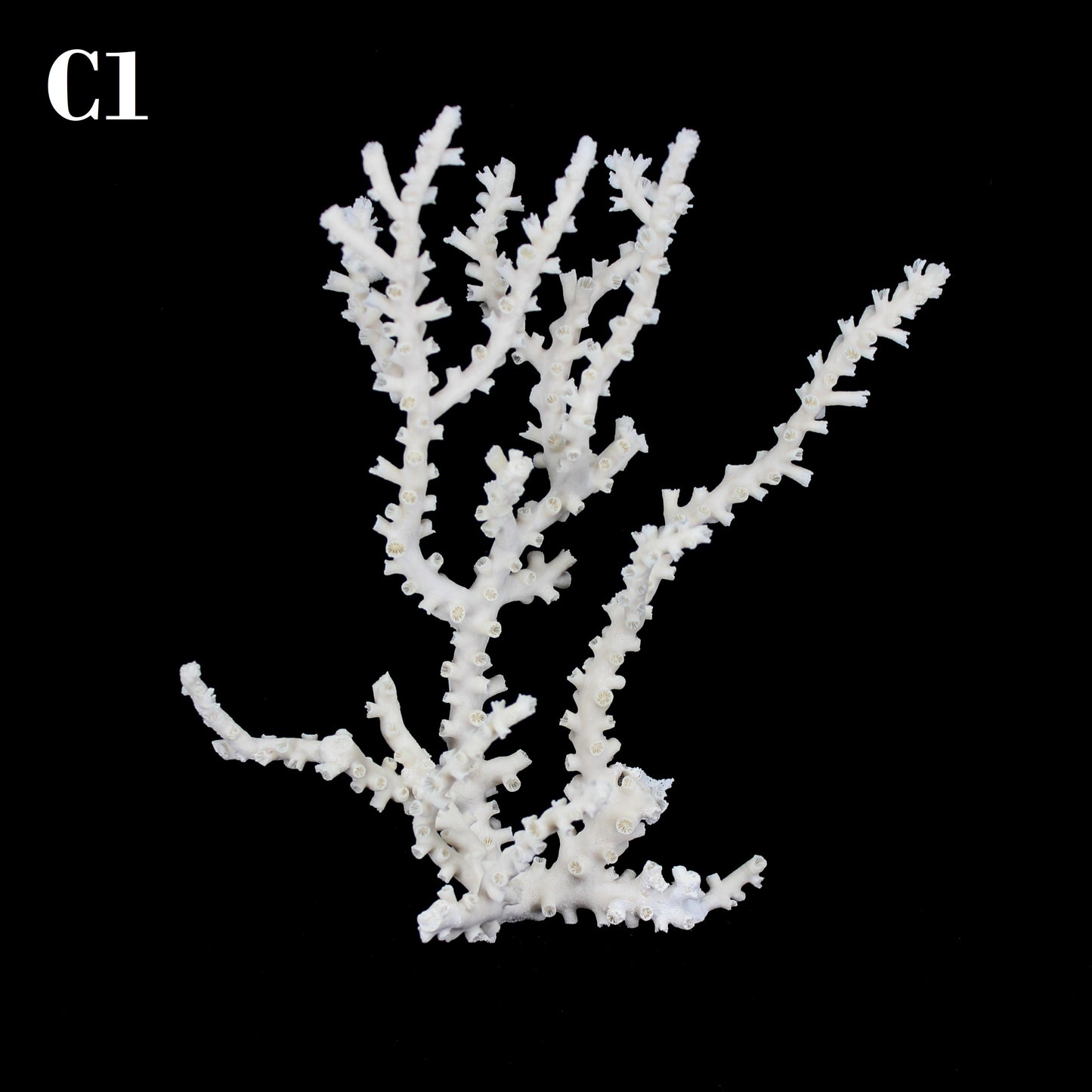 Octopus Coral 10-12"