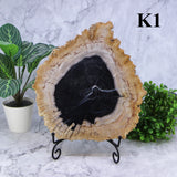 Petrified Wood Slabs 10-12"