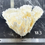 Poca Coral 10-12"