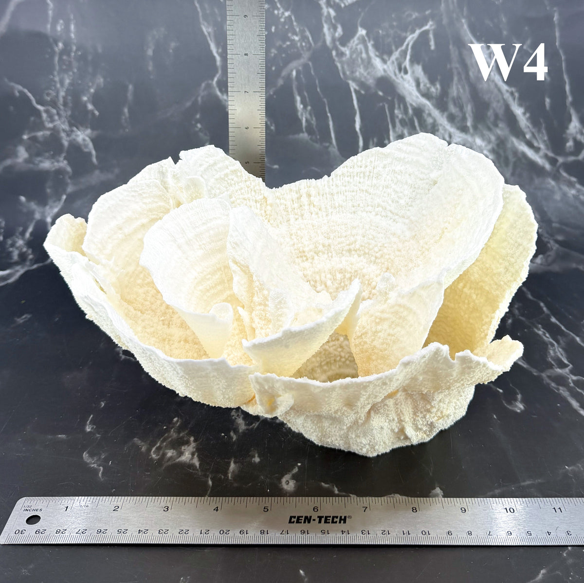 Poca Coral 10-12"