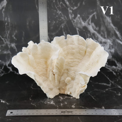 Rugosa Coral 10-12"