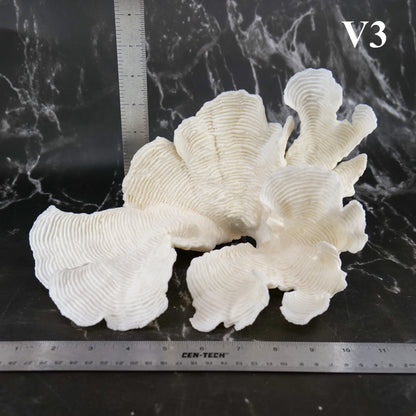 Rugosa Coral 10-12"