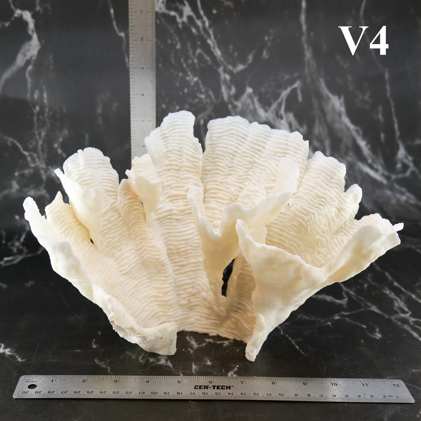 Rugosa Coral 10-12"