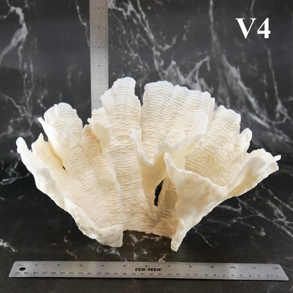Rugosa Coral 10-12"