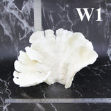 Rugosa Coral 10-12"