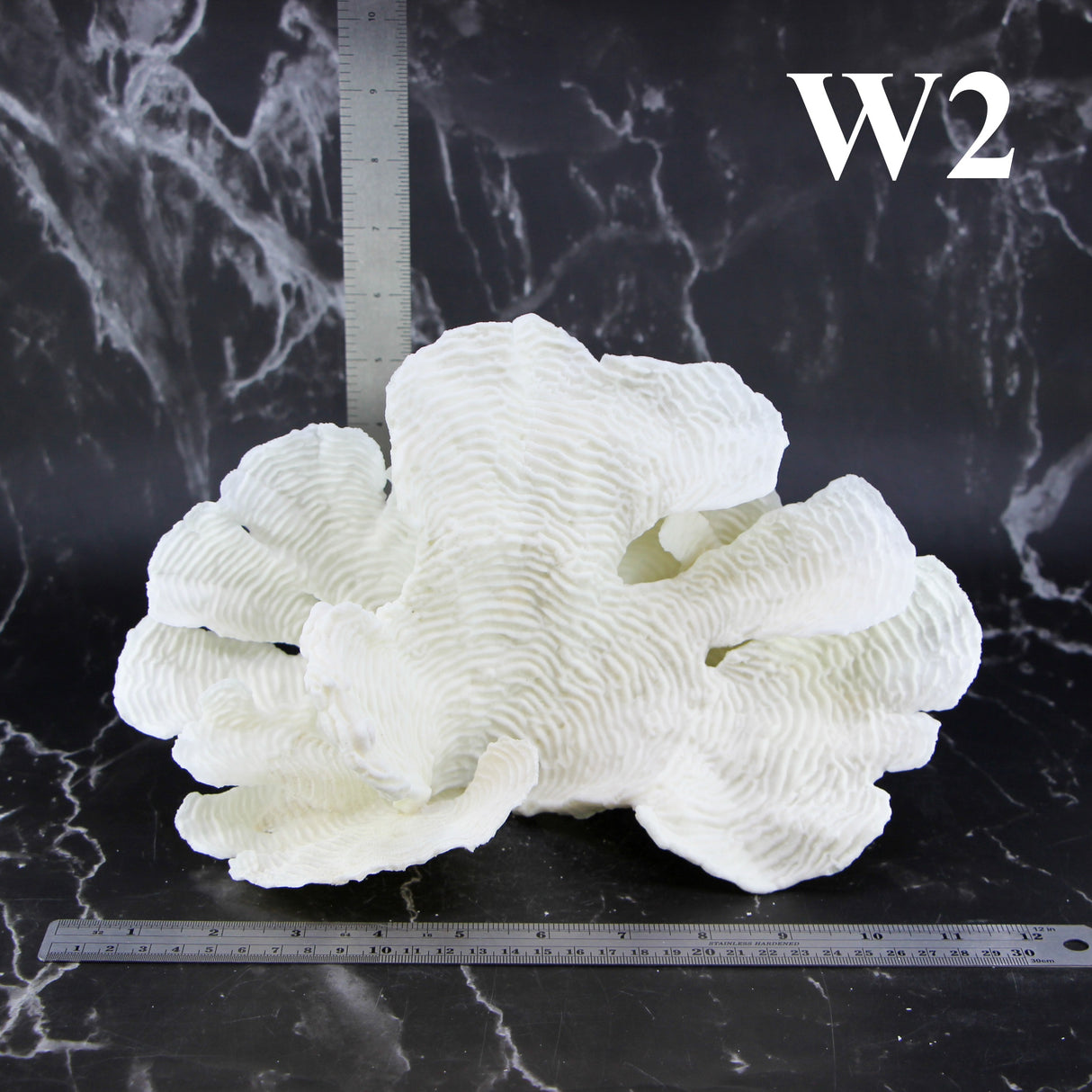 Rugosa Coral 10-12"