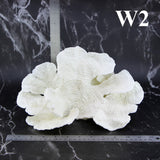 Rugosa Coral 10-12"
