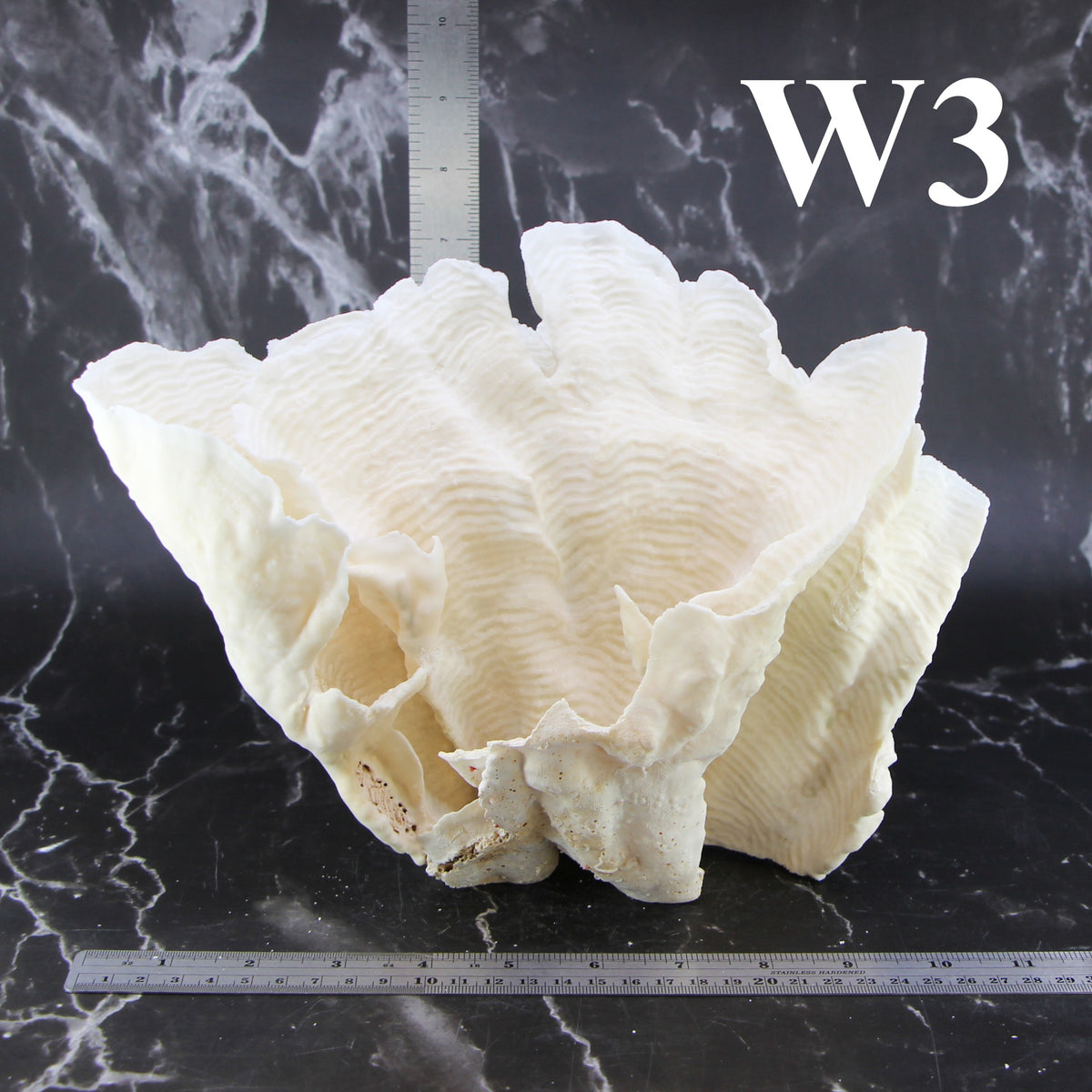 Rugosa Coral 10-12"