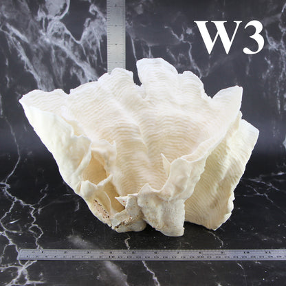 Rugosa Coral 10-12"