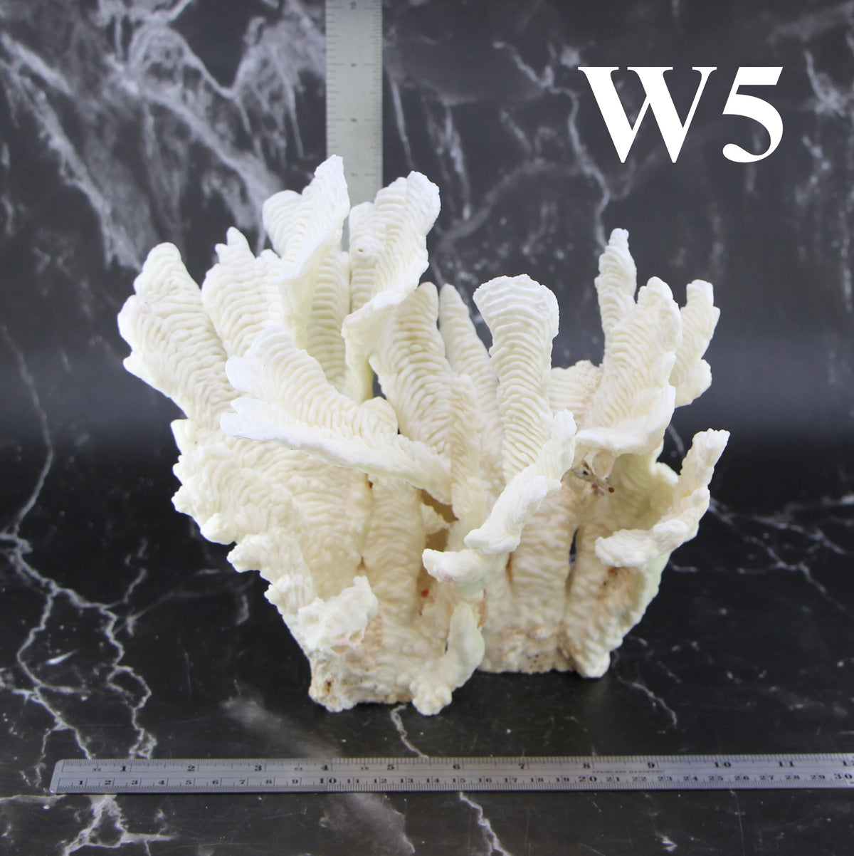 Rugosa Coral 10-12"