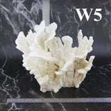 Rugosa Coral 10-12"