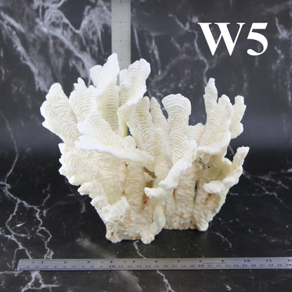 Rugosa Coral 10-12"