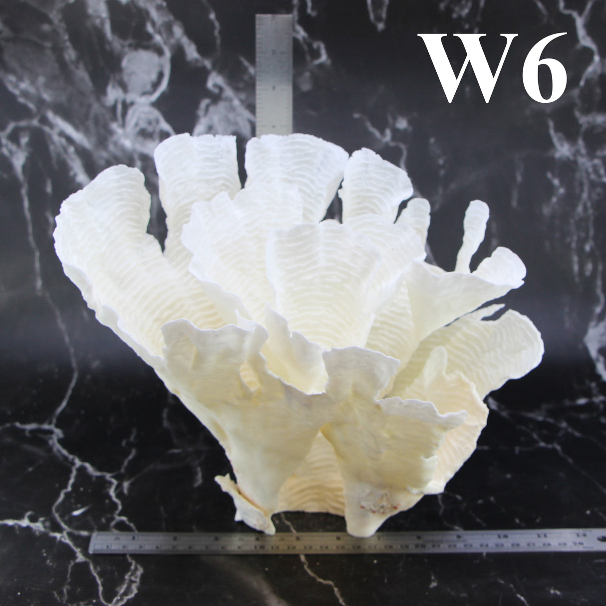 Rugosa Coral 10-12"