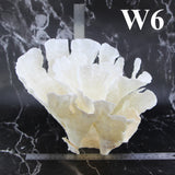Rugosa Coral 10-12"
