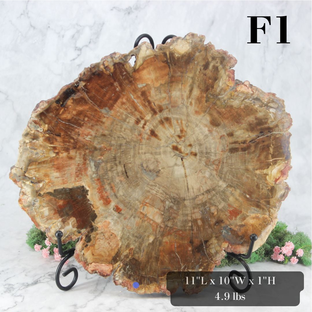 Petrified Wood Slabs 10-12"