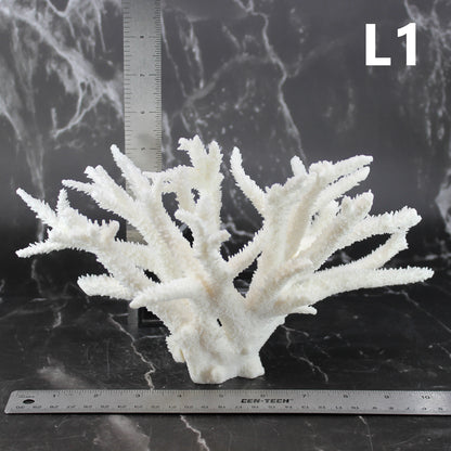 Staghorn Coral 10-12"