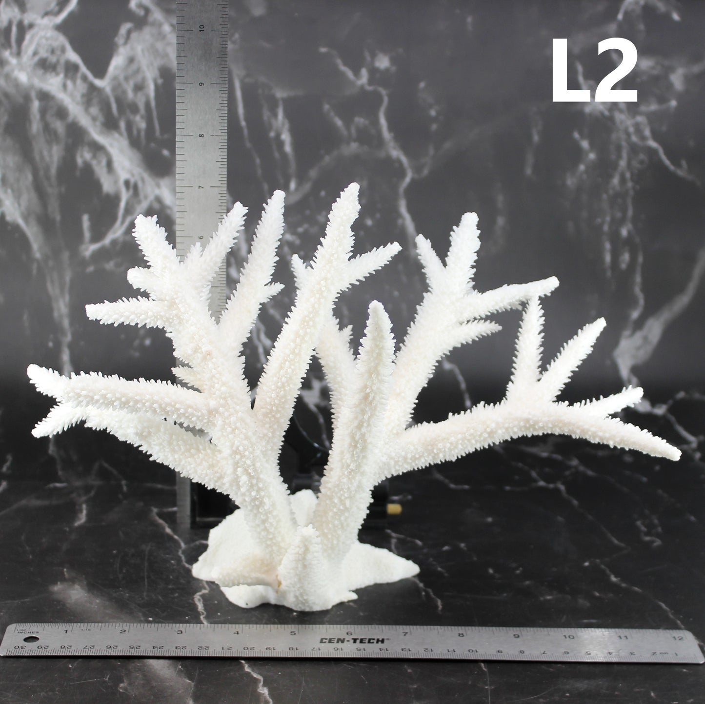 Staghorn Coral 10-12"