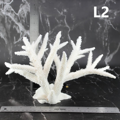 Staghorn Coral 10-12"