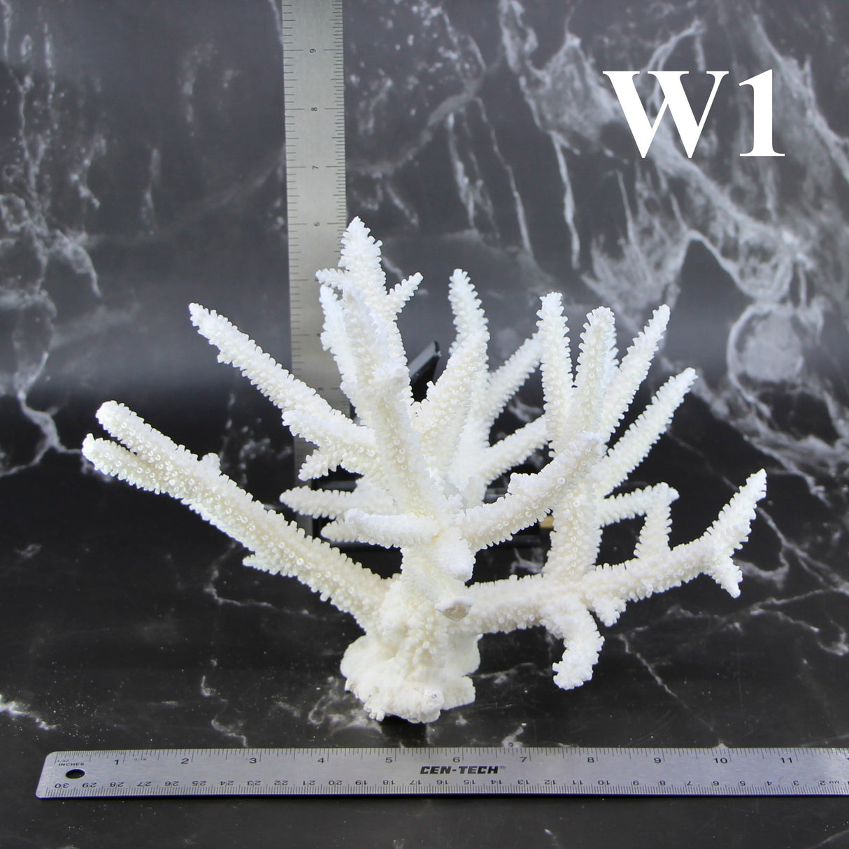 Staghorn Coral 10-12"
