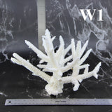 Staghorn Coral 10-12"