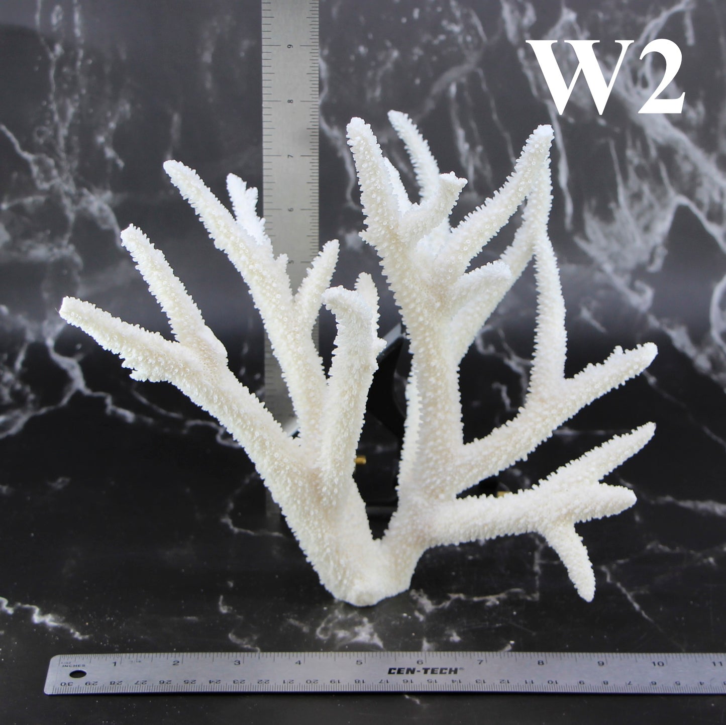 Staghorn Coral 10-12"