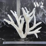 Staghorn Coral 10-12"