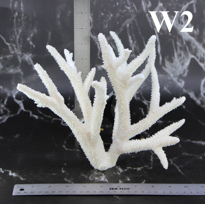 Staghorn Coral 10-12"