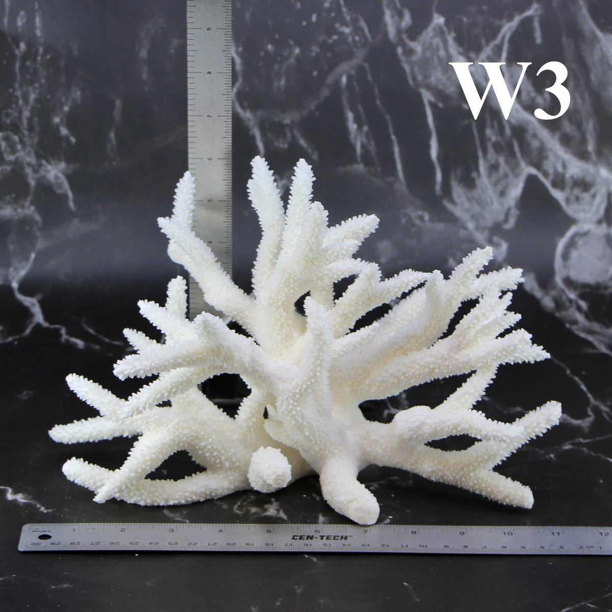 Staghorn Coral 10-12"