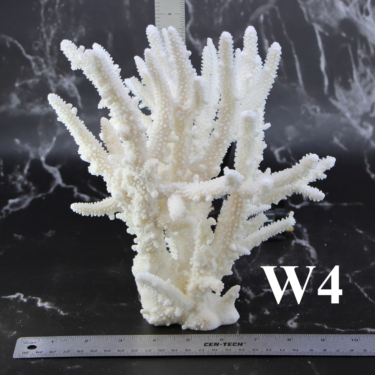Staghorn Coral 10-12"
