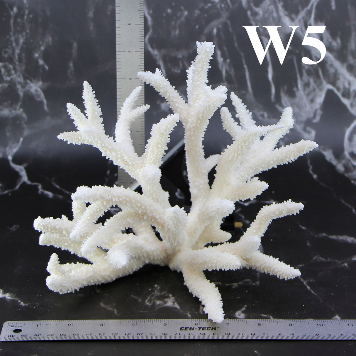 Staghorn Coral 10-12"