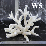 Staghorn Coral 10-12"