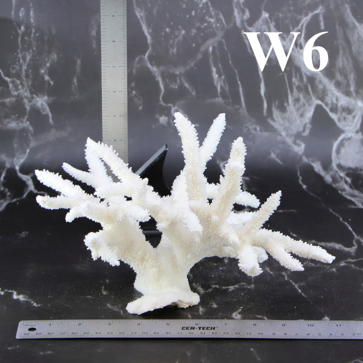 Staghorn Coral 10-12"