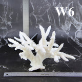 Staghorn Coral 10-12"