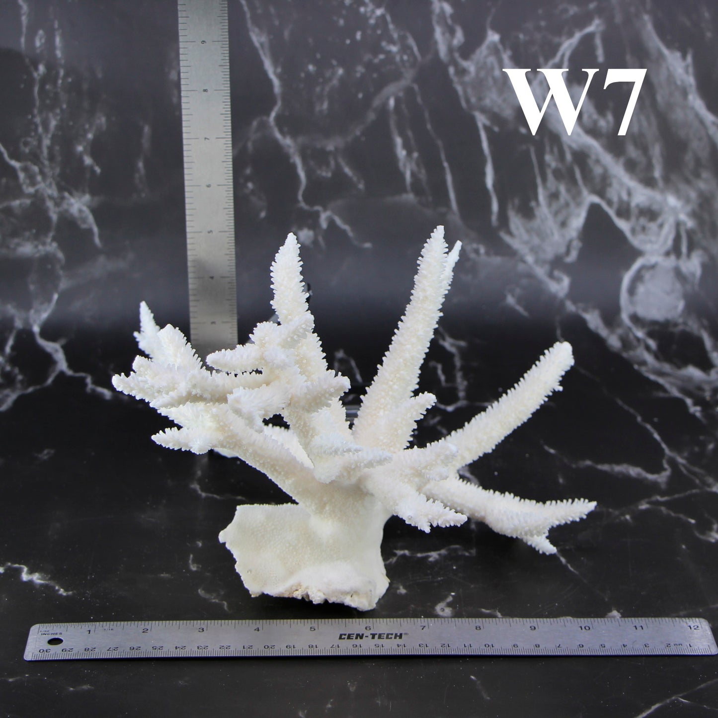Staghorn Coral 10-12"