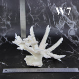 Staghorn Coral 10-12"