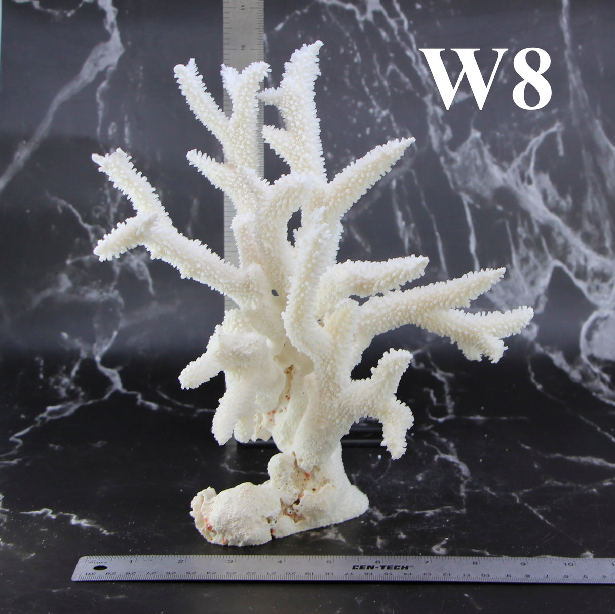 Staghorn Coral 10-12"