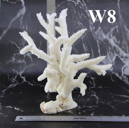 Staghorn Coral 10-12"